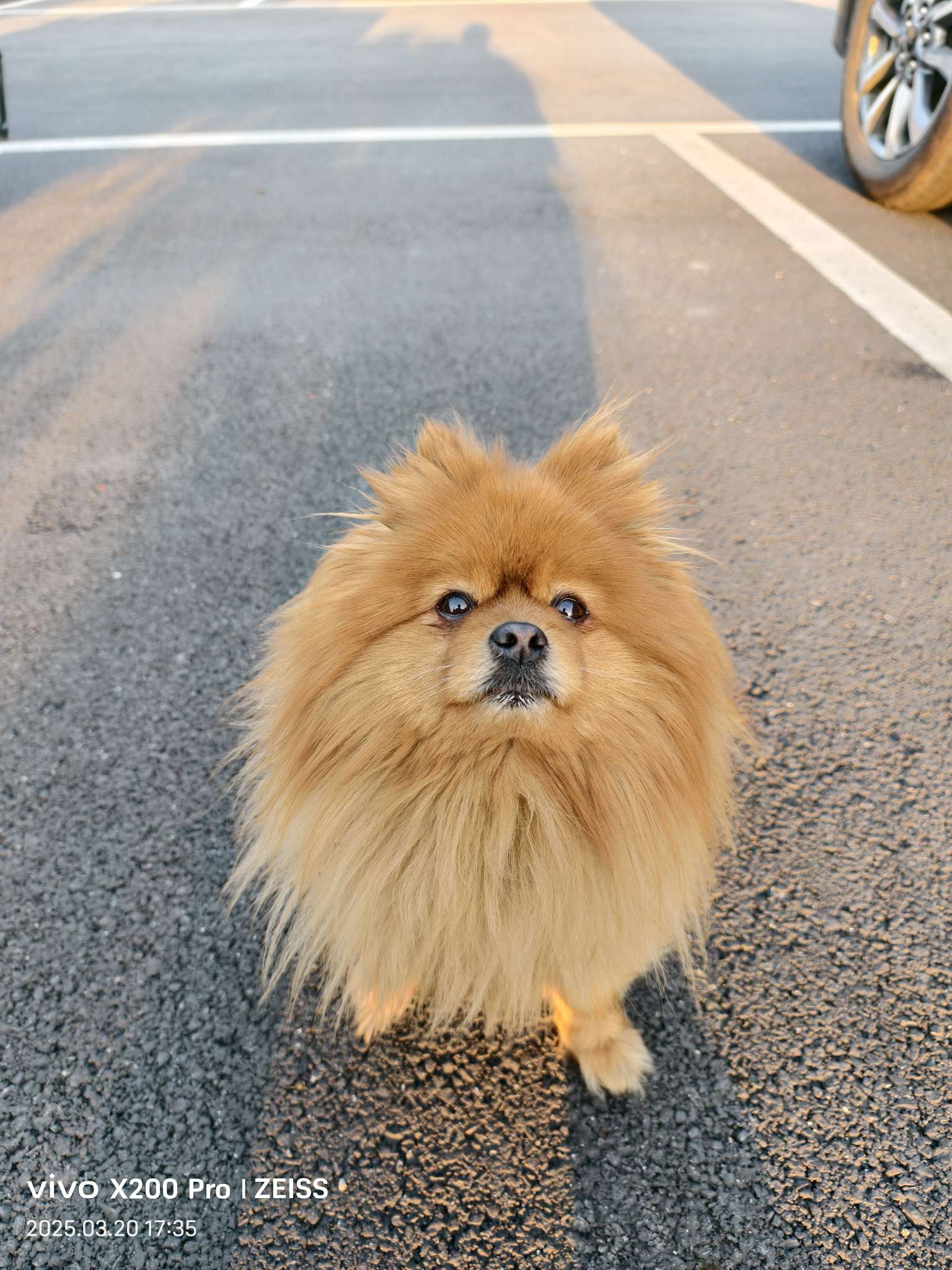 程序员本员